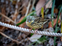 久しぶりに鳥撮り