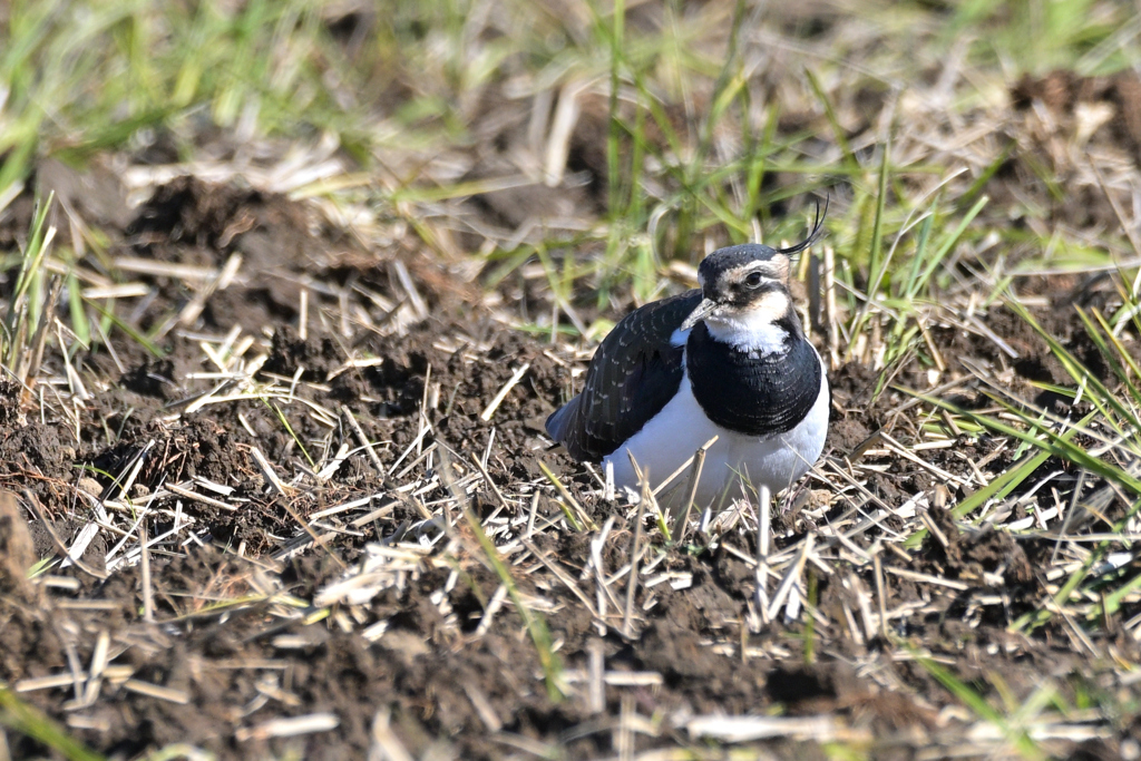 ポートレートポーズ