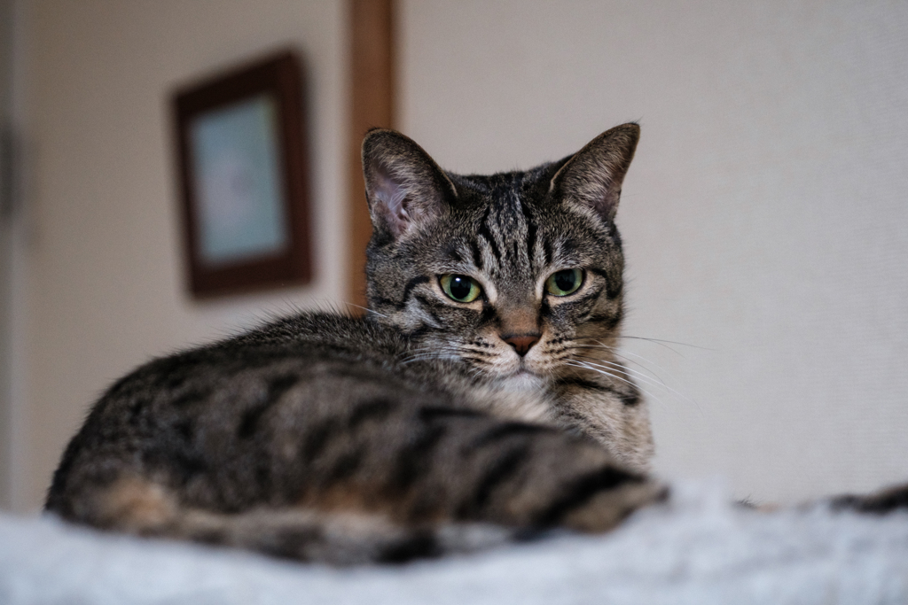 飼い主は寝るけど