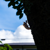 夏空