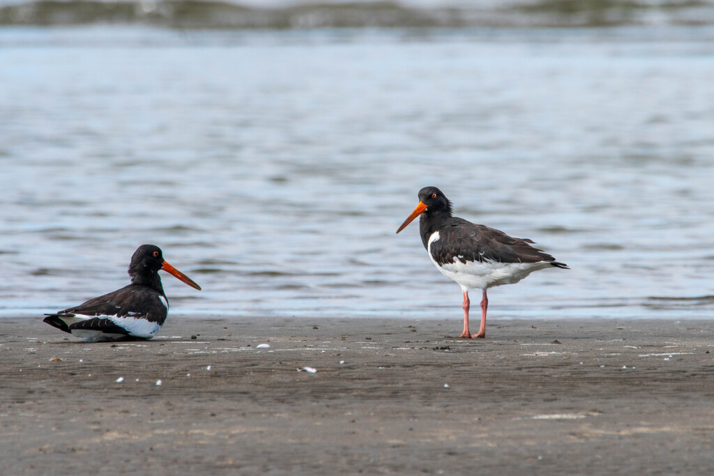 ミヤコドリ的、様々な距離感