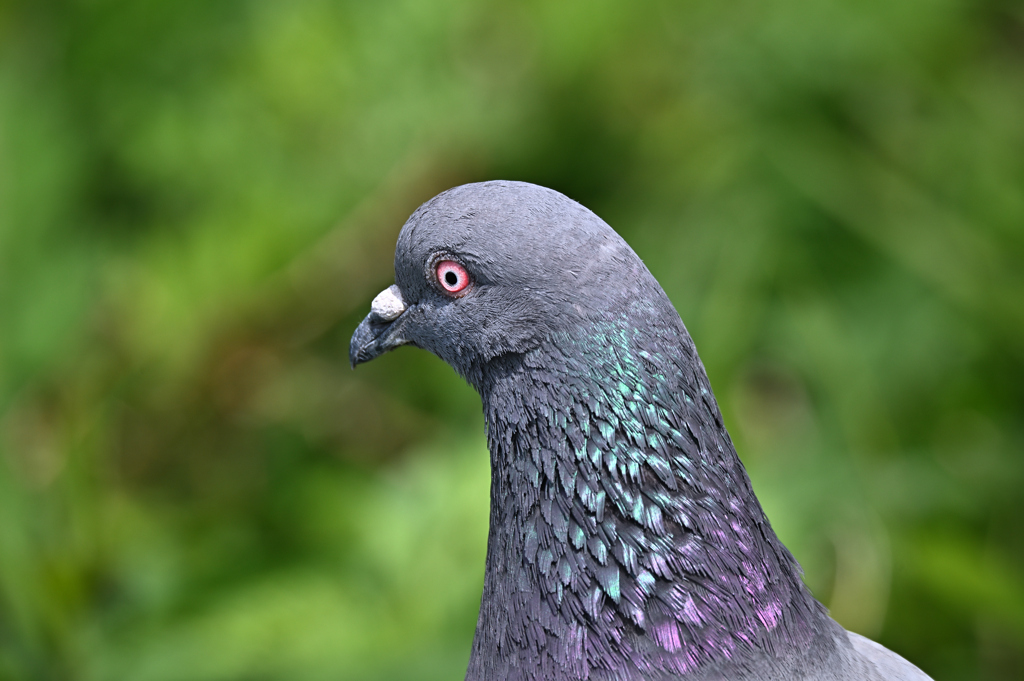 鳩の造形
