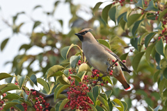 赤い実を食べた♬２