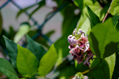 フェンスに宿る