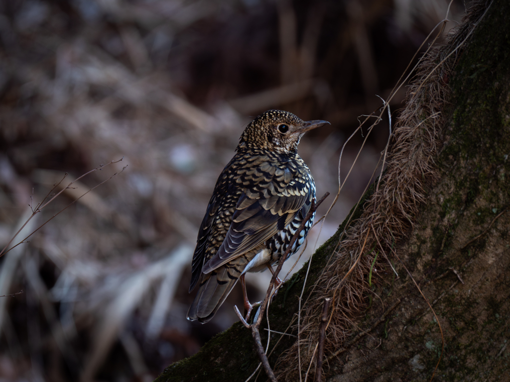 たまには木の幹