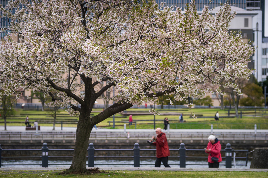 “SAKURA”