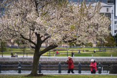 “SAKURA”