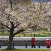 “SAKURA”