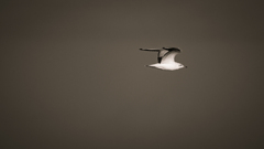 Catch the wind