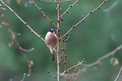 ウソと言う鳥です。