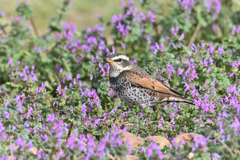 ツグミを一生懸命撮りました２