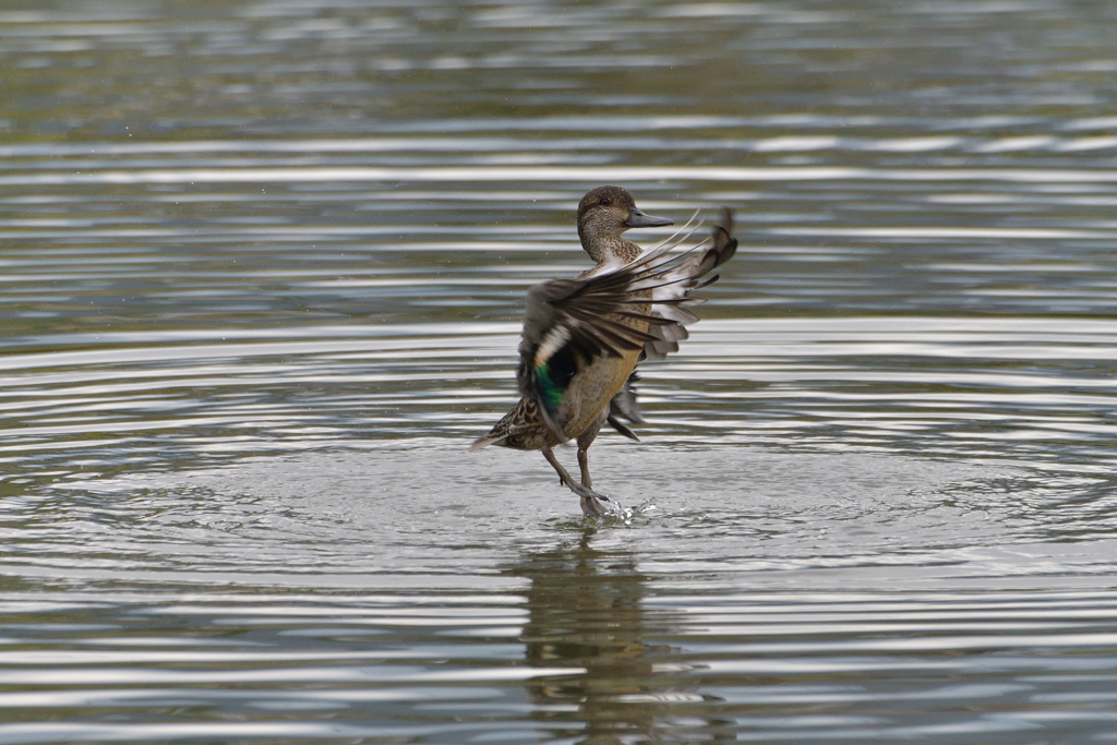 水面（みなも）に舞う