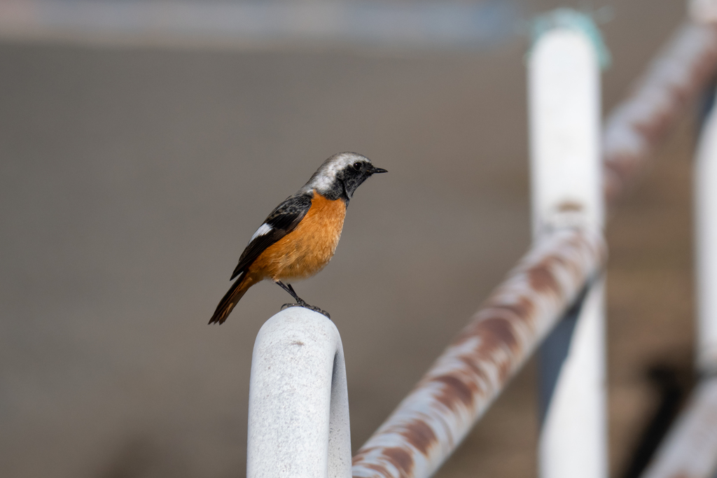 寒冷なれど天気良好