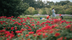 フルール・ルージュ（Fleur Rouge）