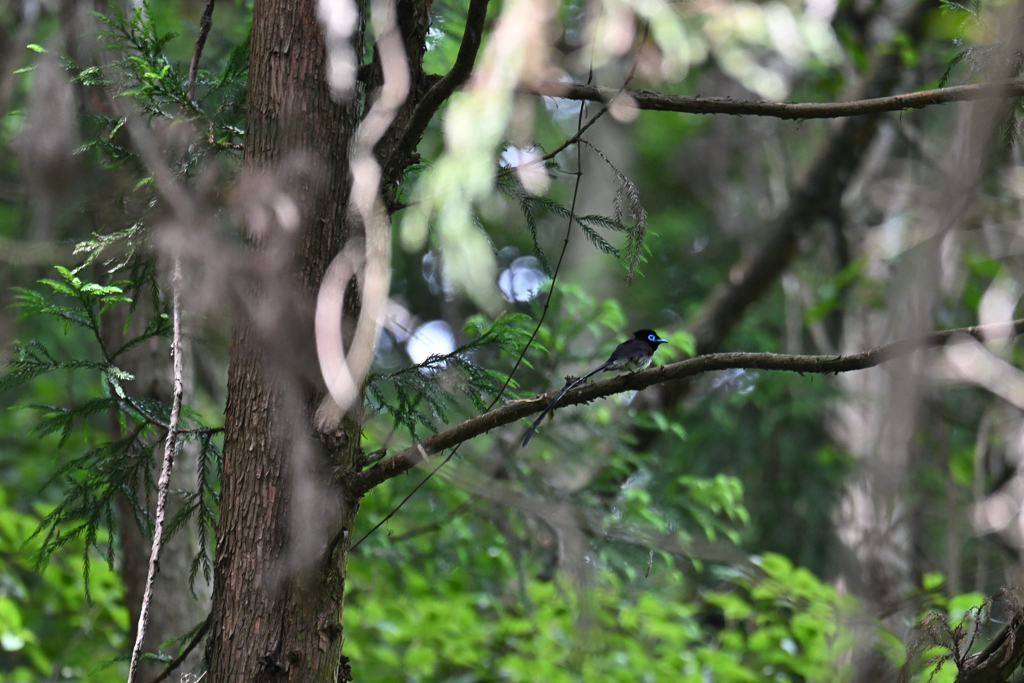 遠きにありて思ふもの
