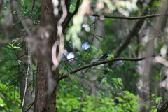 遠きにありて思ふもの