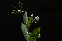 その花の白きを愛でる