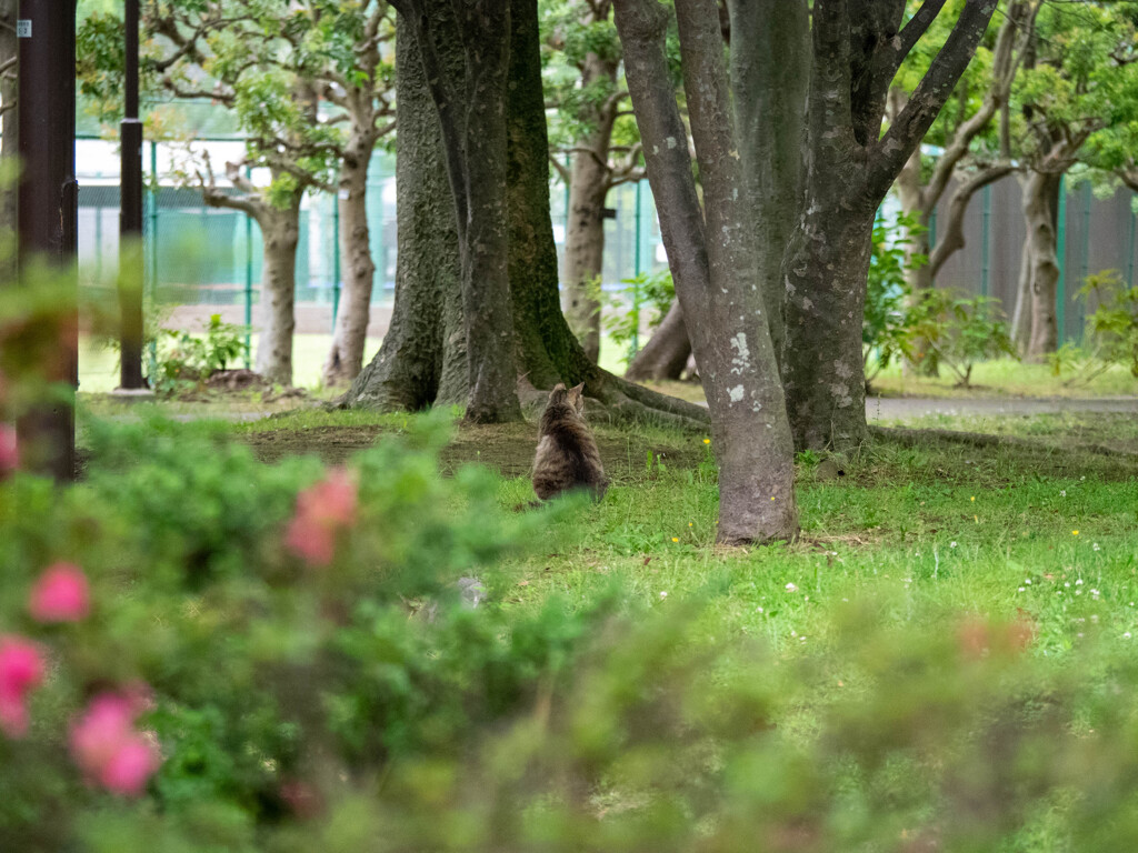 早朝の公園で