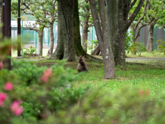 早朝の公園で