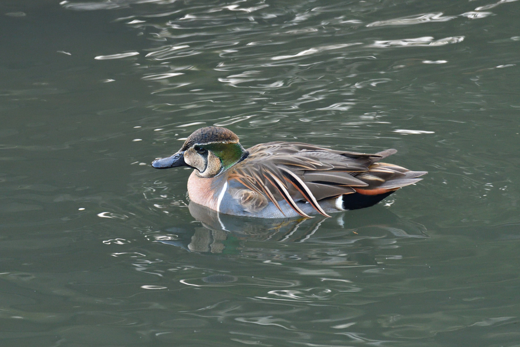 キレイなカモですよね