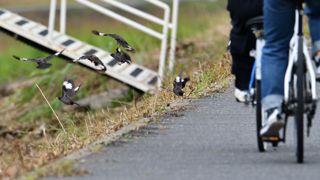 日常の中のハッカチョウ