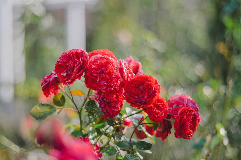 Winter Roses