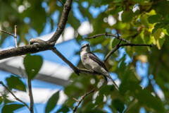 お初のリュウキュウサンショウクイ