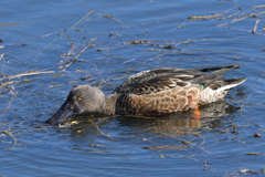 カメラ目線ハシビロガモ