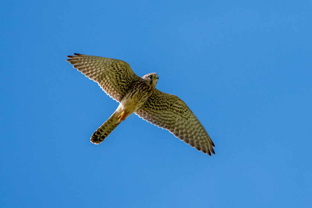 チョウゲンボウの視線