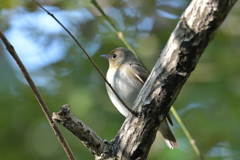 キビタキ♀ キビタキ♀