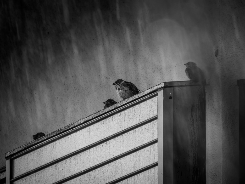 突然の豪雨