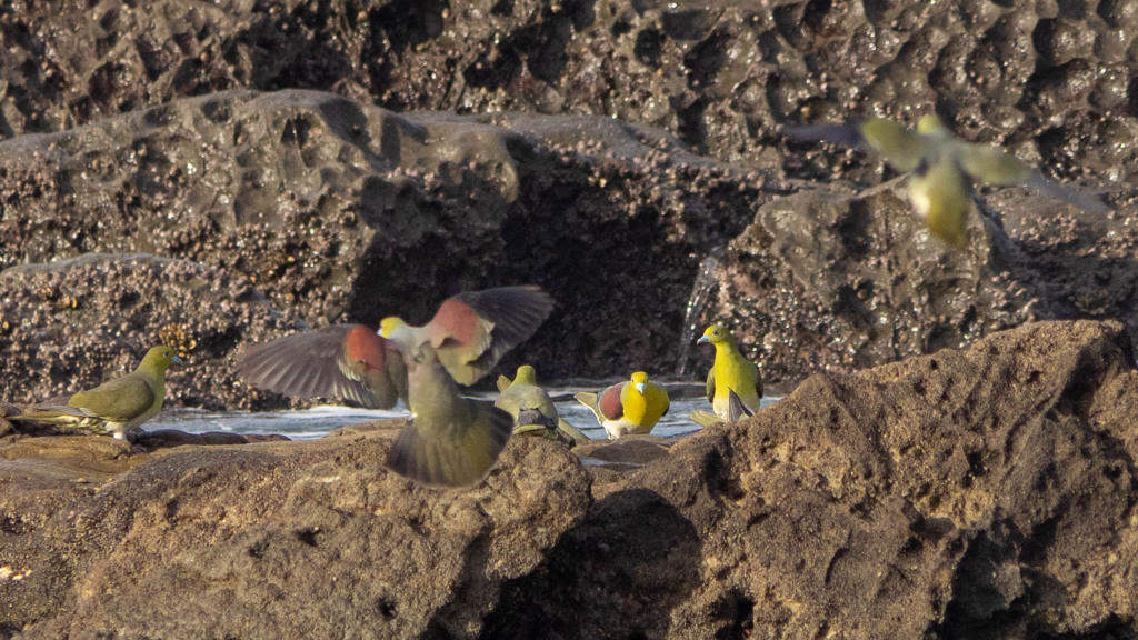 トリミングの限界…（涙）