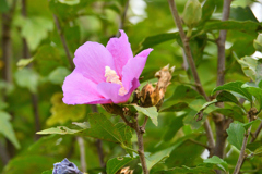 そこだけ艶やか