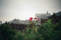 梅雨空寸景 ２