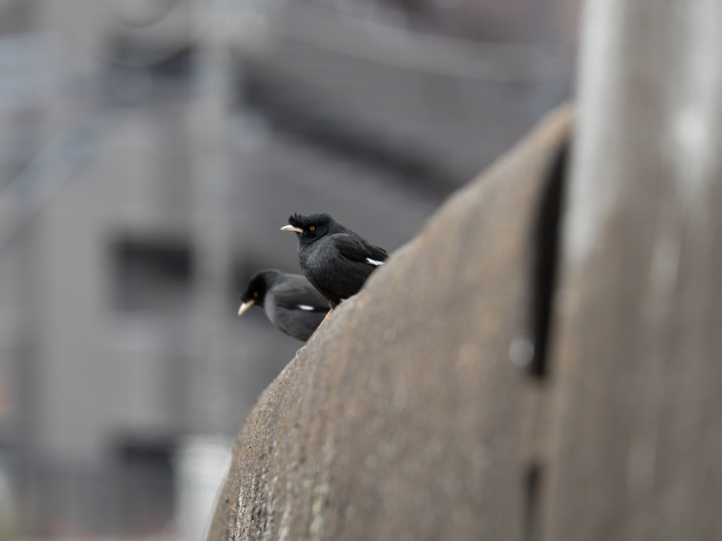 遊水地の朝