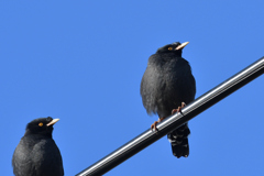 秋晴れとハッカチョウ