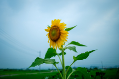 今日も太陽を探して