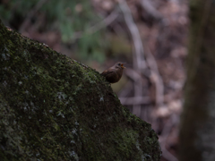 昼なお暗き渓谷に