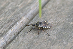 キマダラカメムシ　成虫