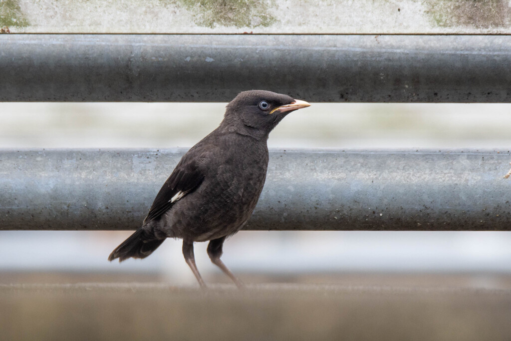 ハッカチョウのお子様