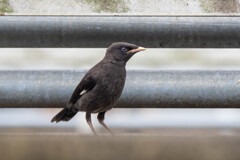 ハッカチョウのお子様