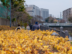 三寒四温（冬に逆戻り）