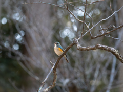 青い子の居る光景