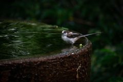 そゞろ行水