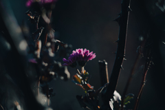 薔薇の狭間