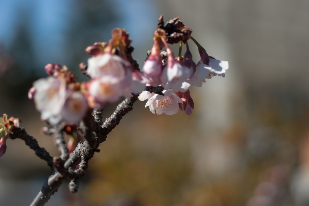 寒桜