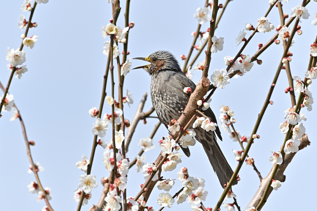 身近な鳥を一生懸命撮る２