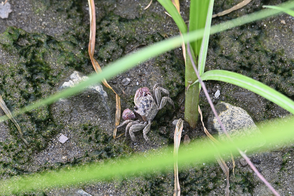 クロベンケイガニ