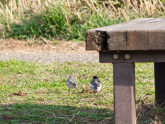 ハクセキレイのカップル