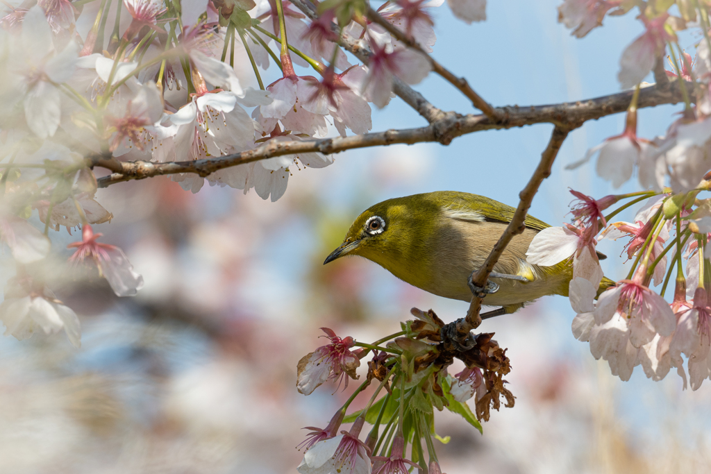 早咲き桜と